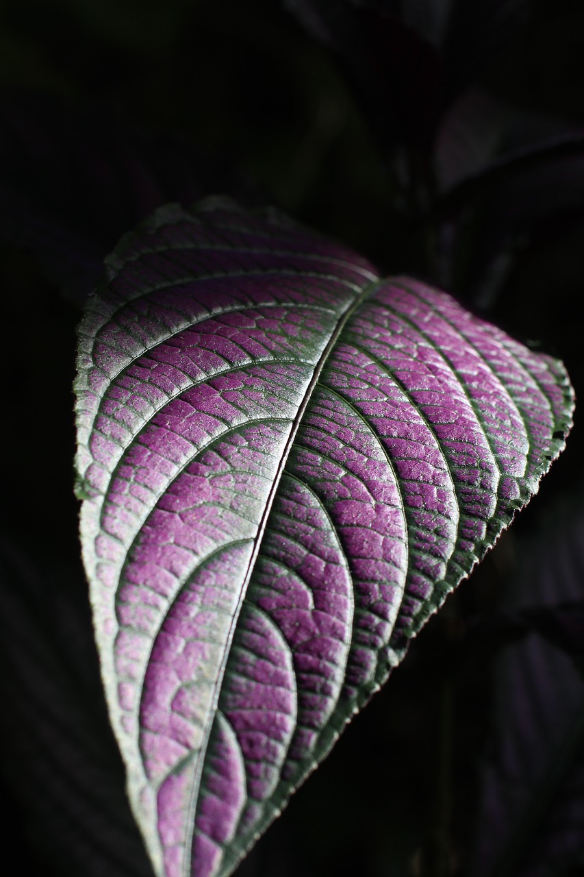 leaf purple plant free photo