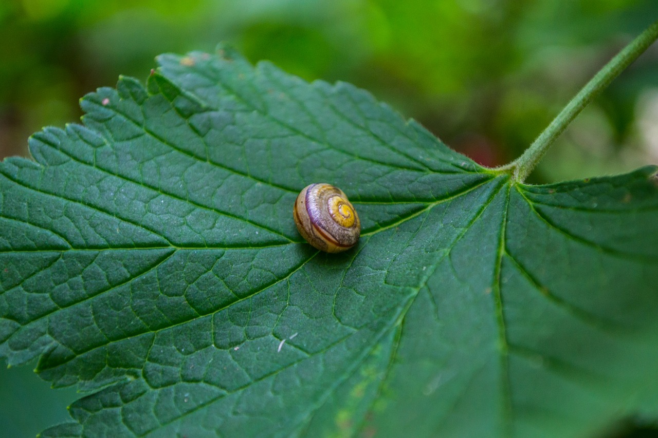 leaf snail close free photo