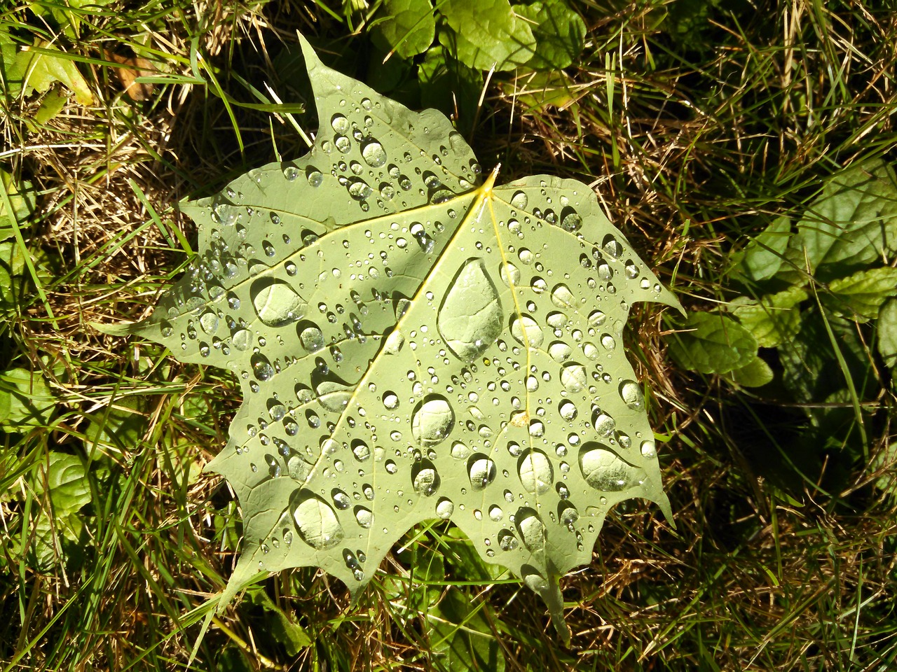 leaf water droplets magnification free photo