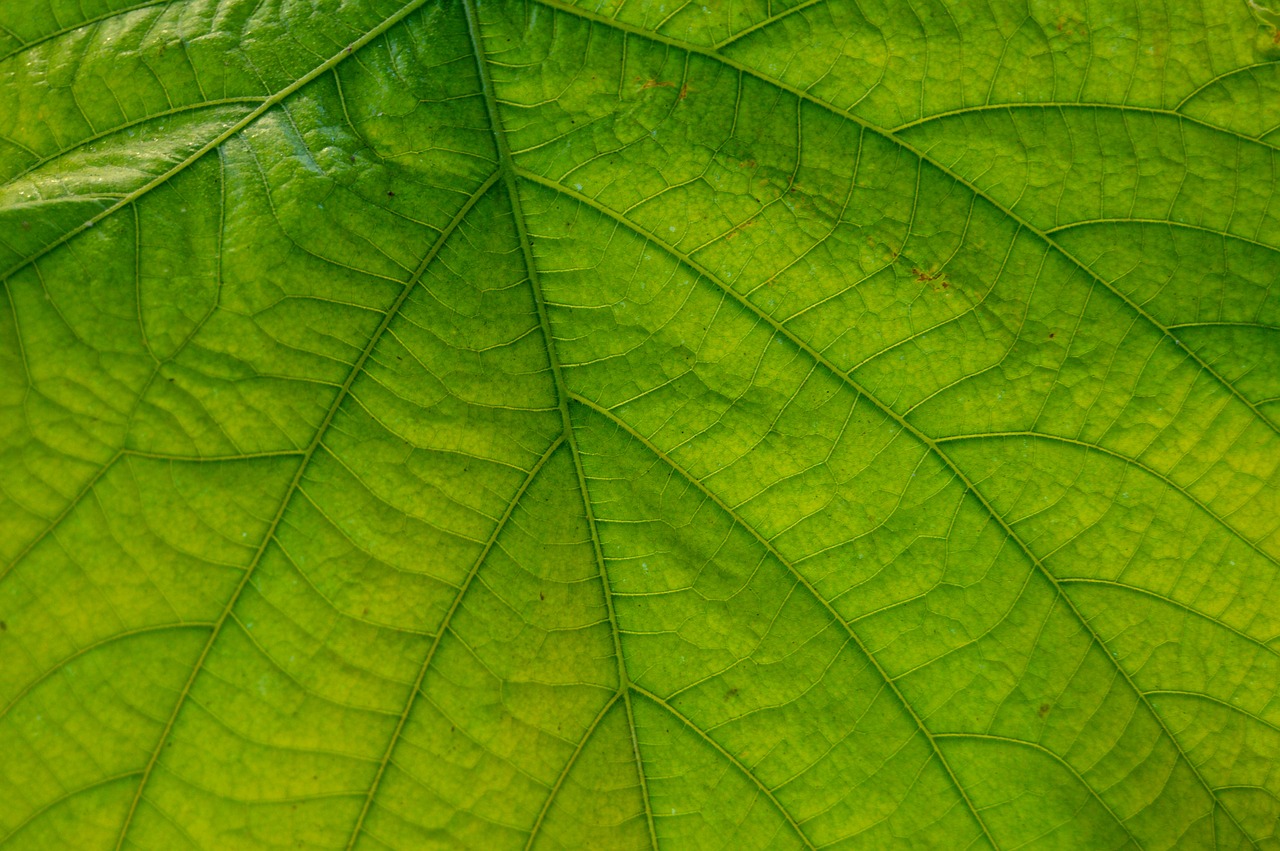 leaf great nature free photo