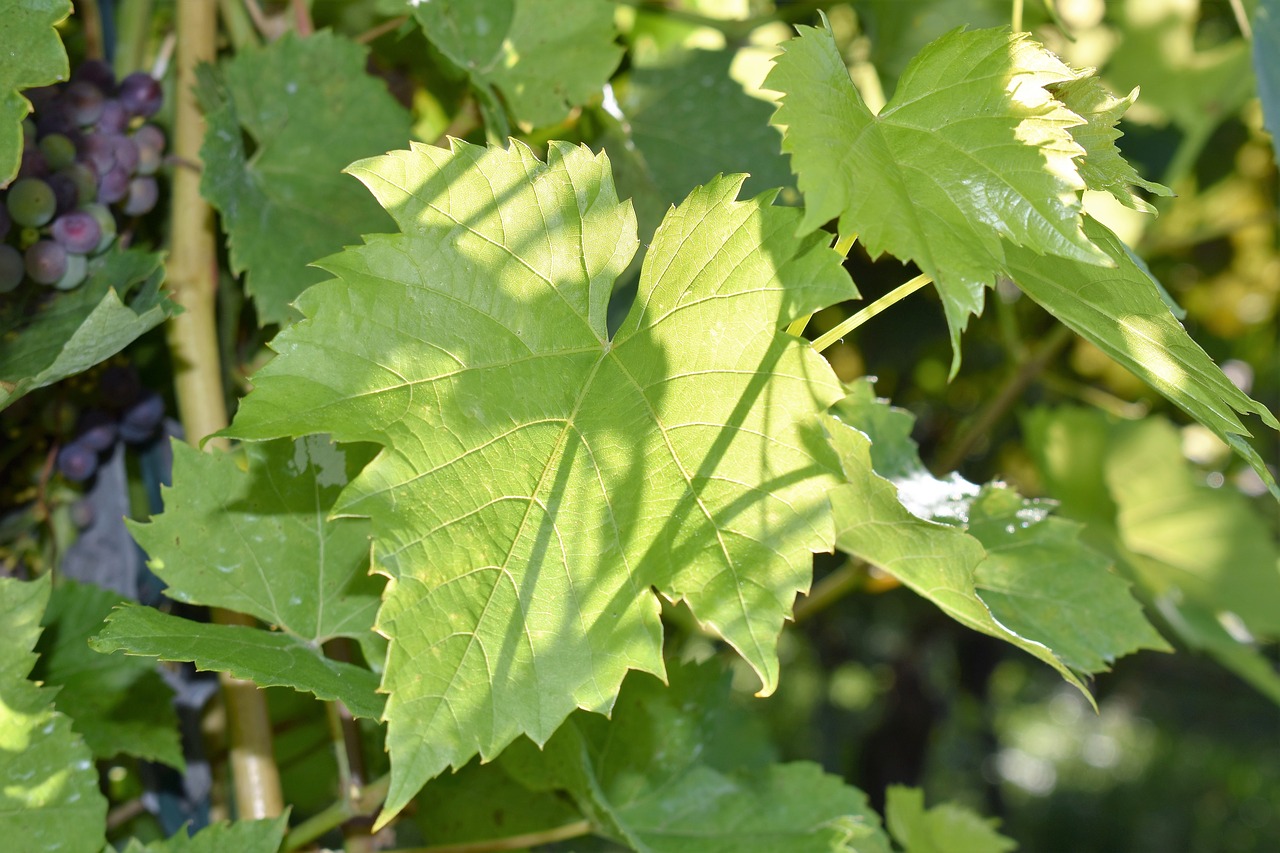 leaf plant grapes free photo