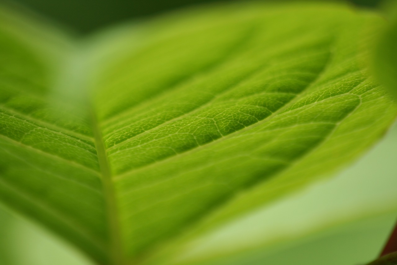 leaf macro bush free photo