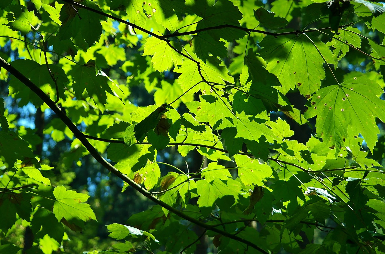 maple leaf leaves free photo