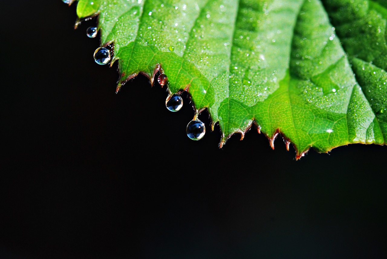 leaf drops rain drops free photo