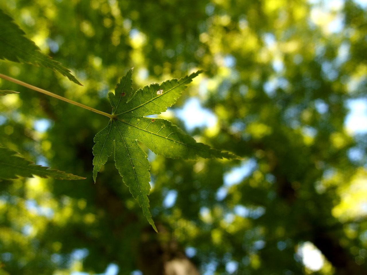 leaf maple leaves free photo