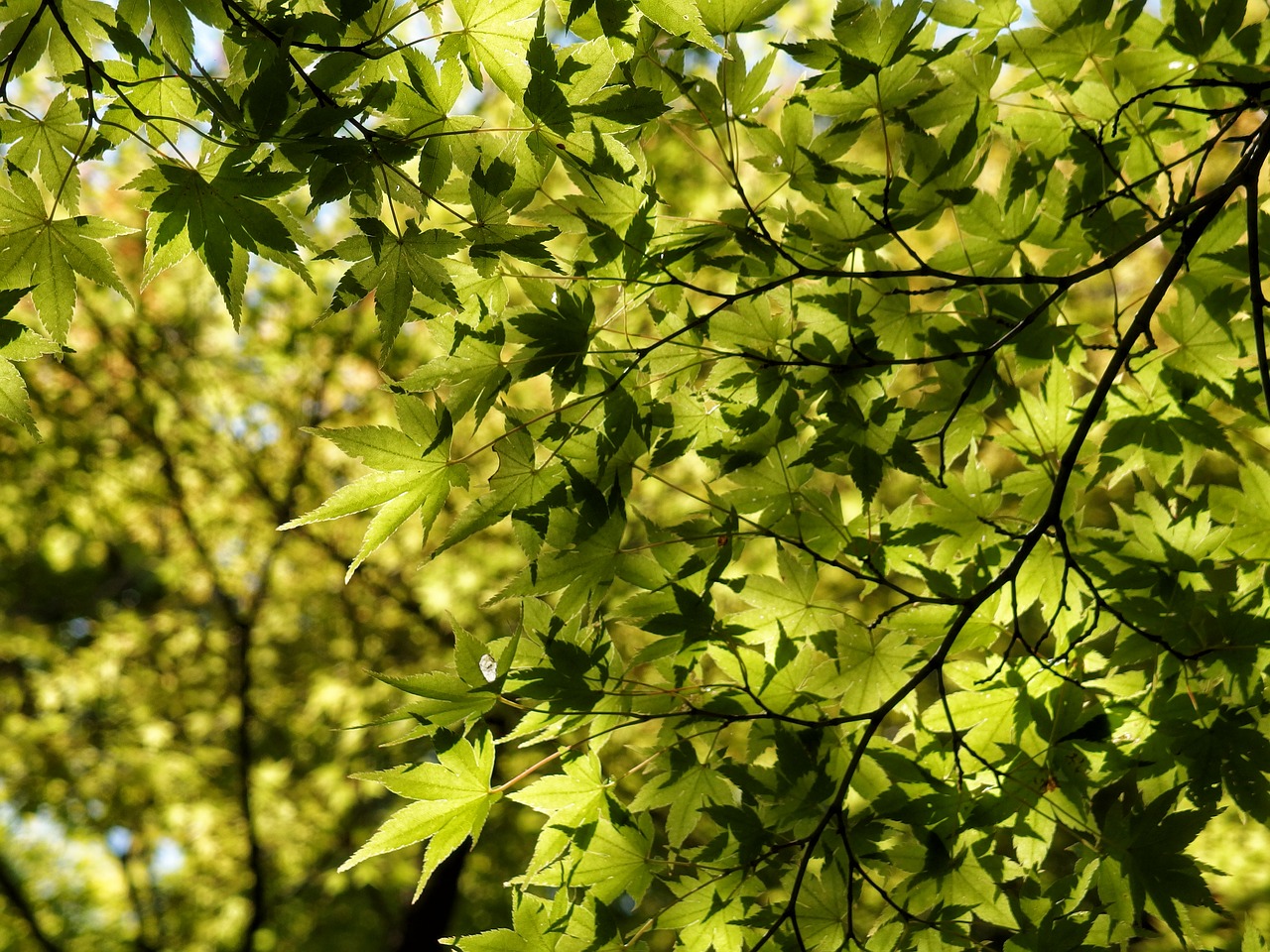 leaf maple leaves free photo