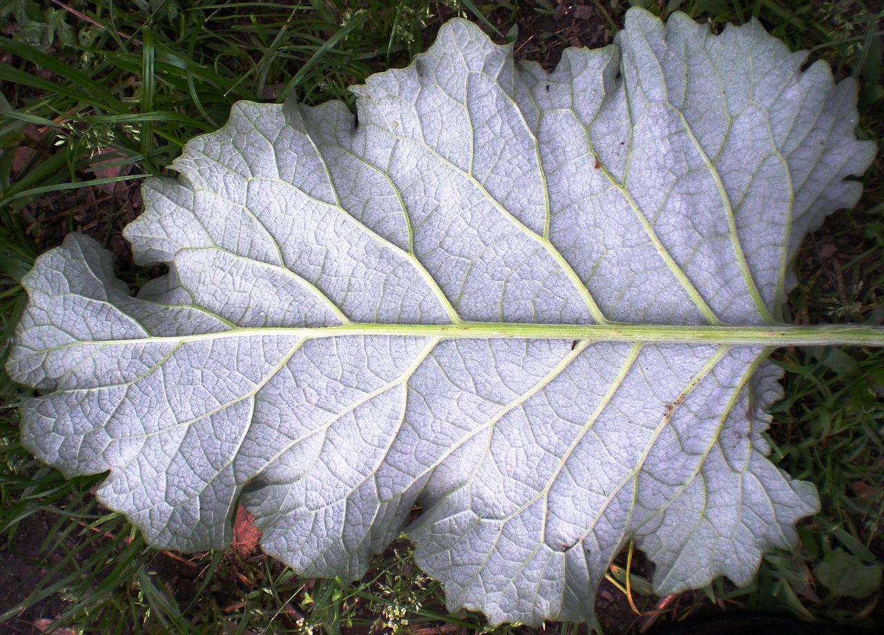 leaf nature fractal free photo
