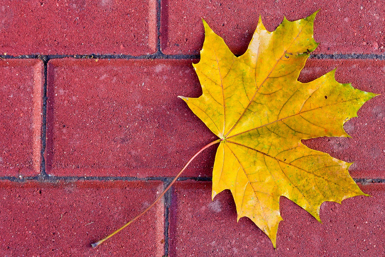 leaf yellow autumn free photo