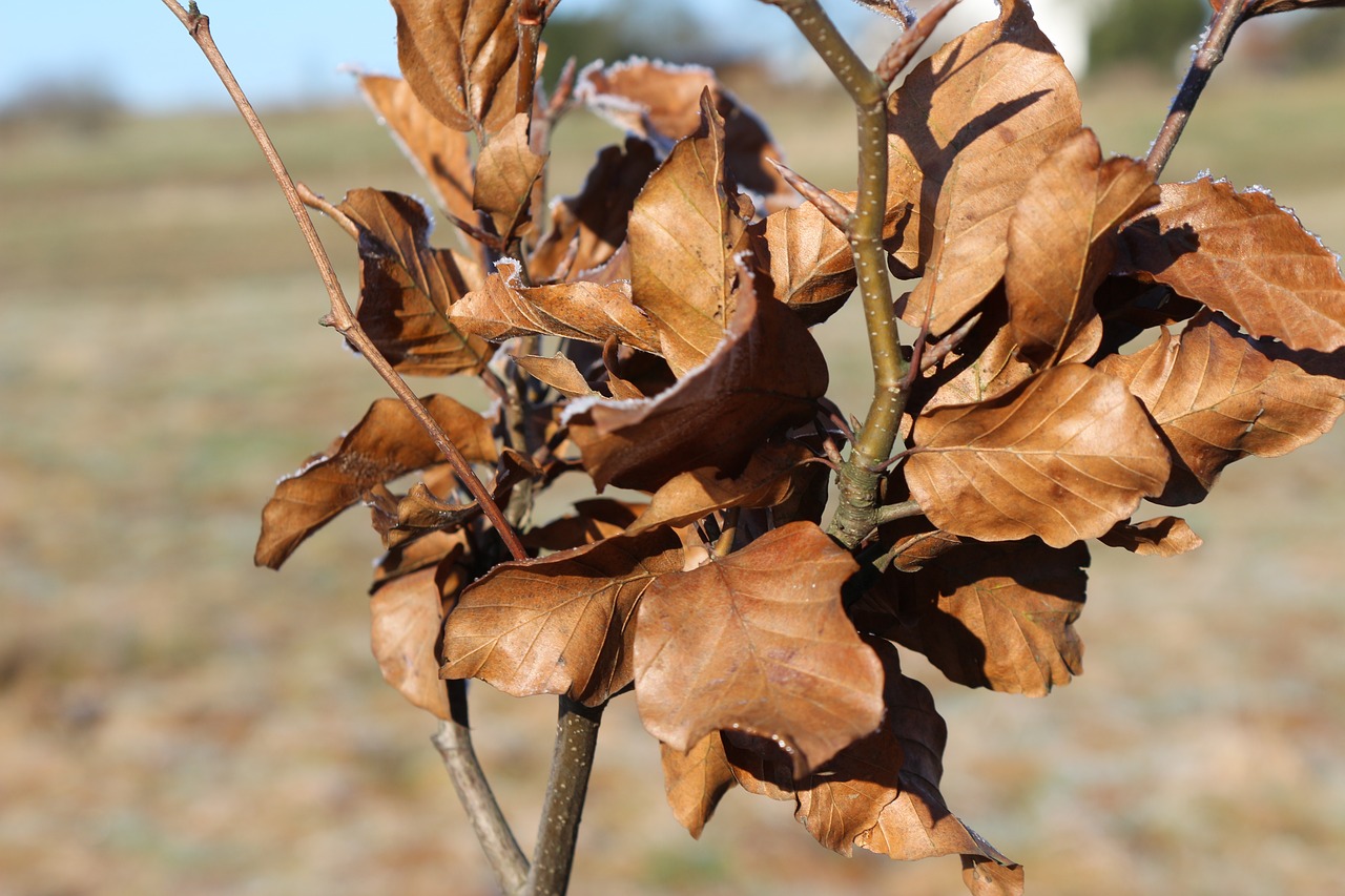 leaf leaves winter free photo