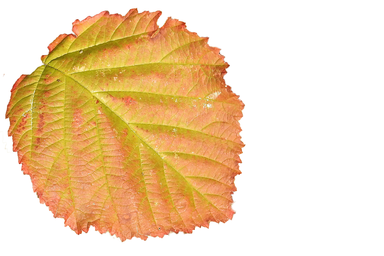 leaf colorful leaf autumn free photo
