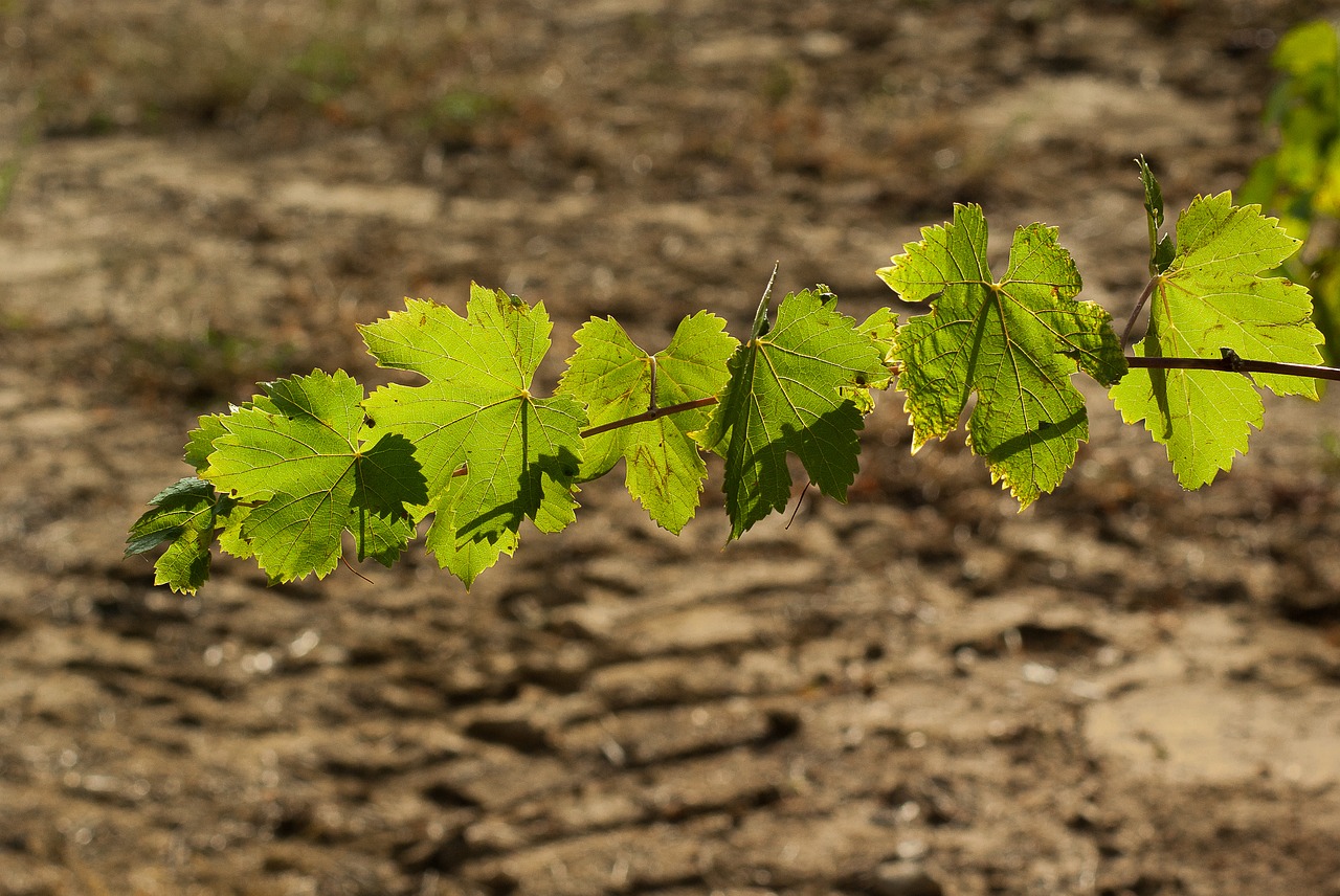 leaf vine vineyard free photo