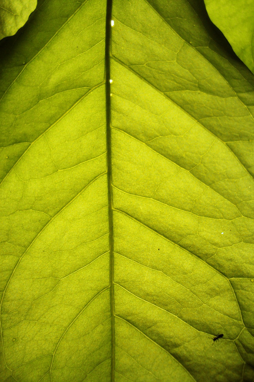 leaf tropical close-up free photo