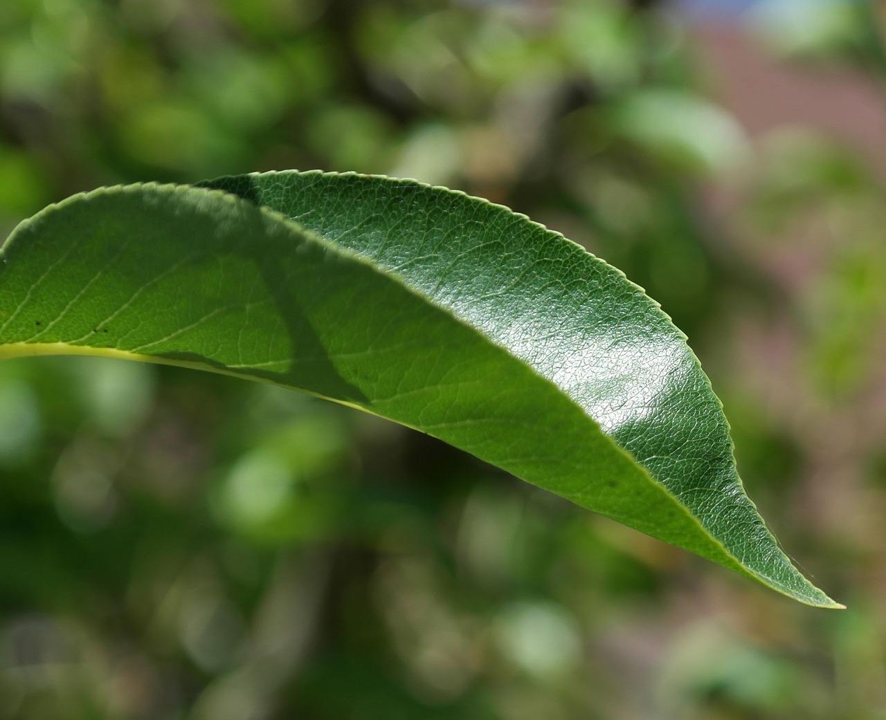 leaf green tree free photo