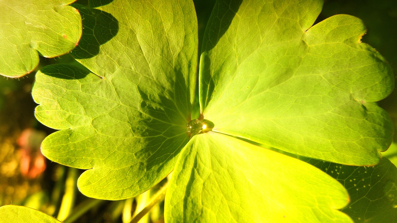 leaf rain drop free photo