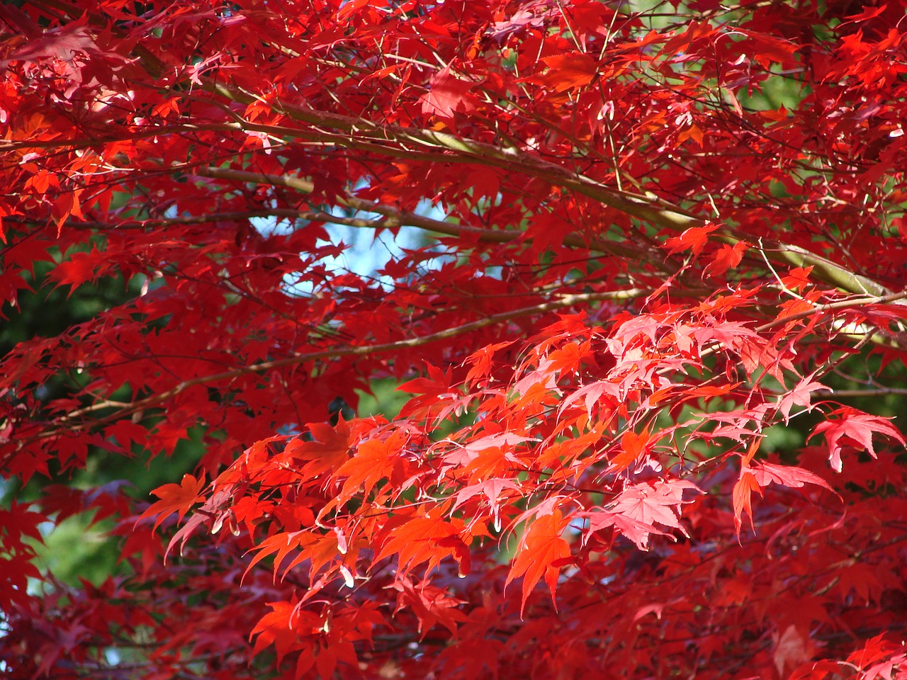 leaf leaves fall free photo