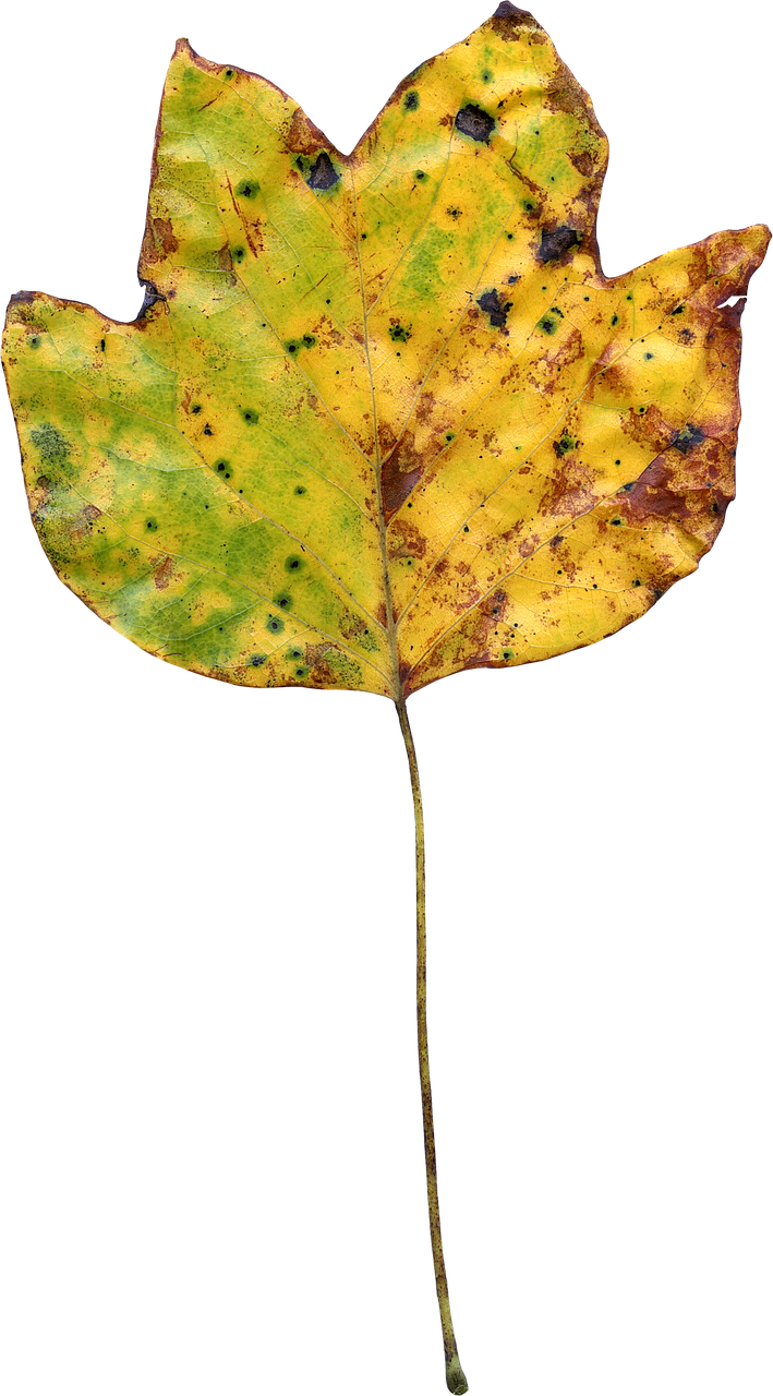 leaf autumn colorful free photo