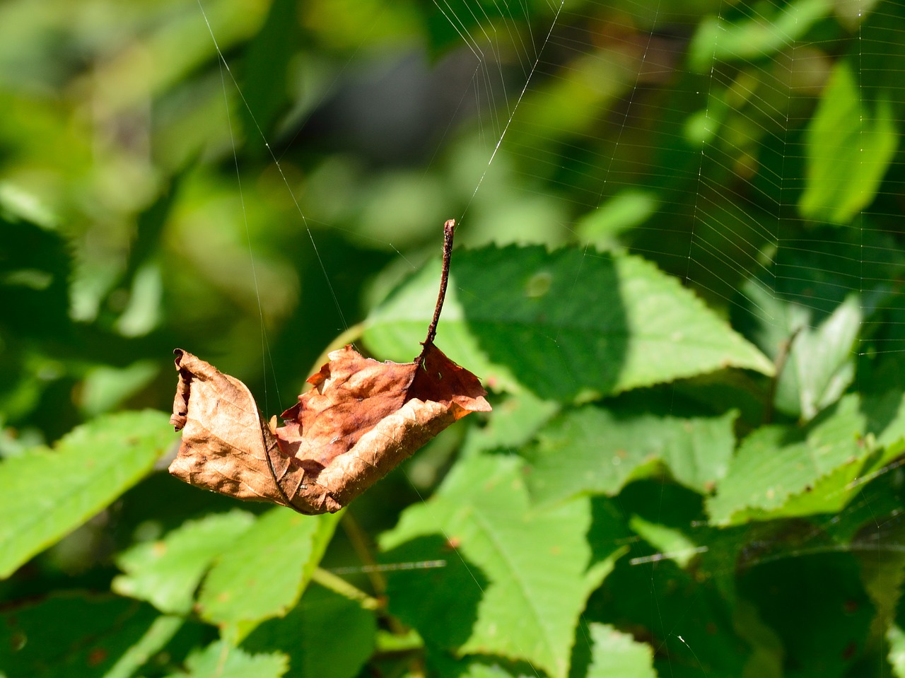 leaf autumn cobweb free photo