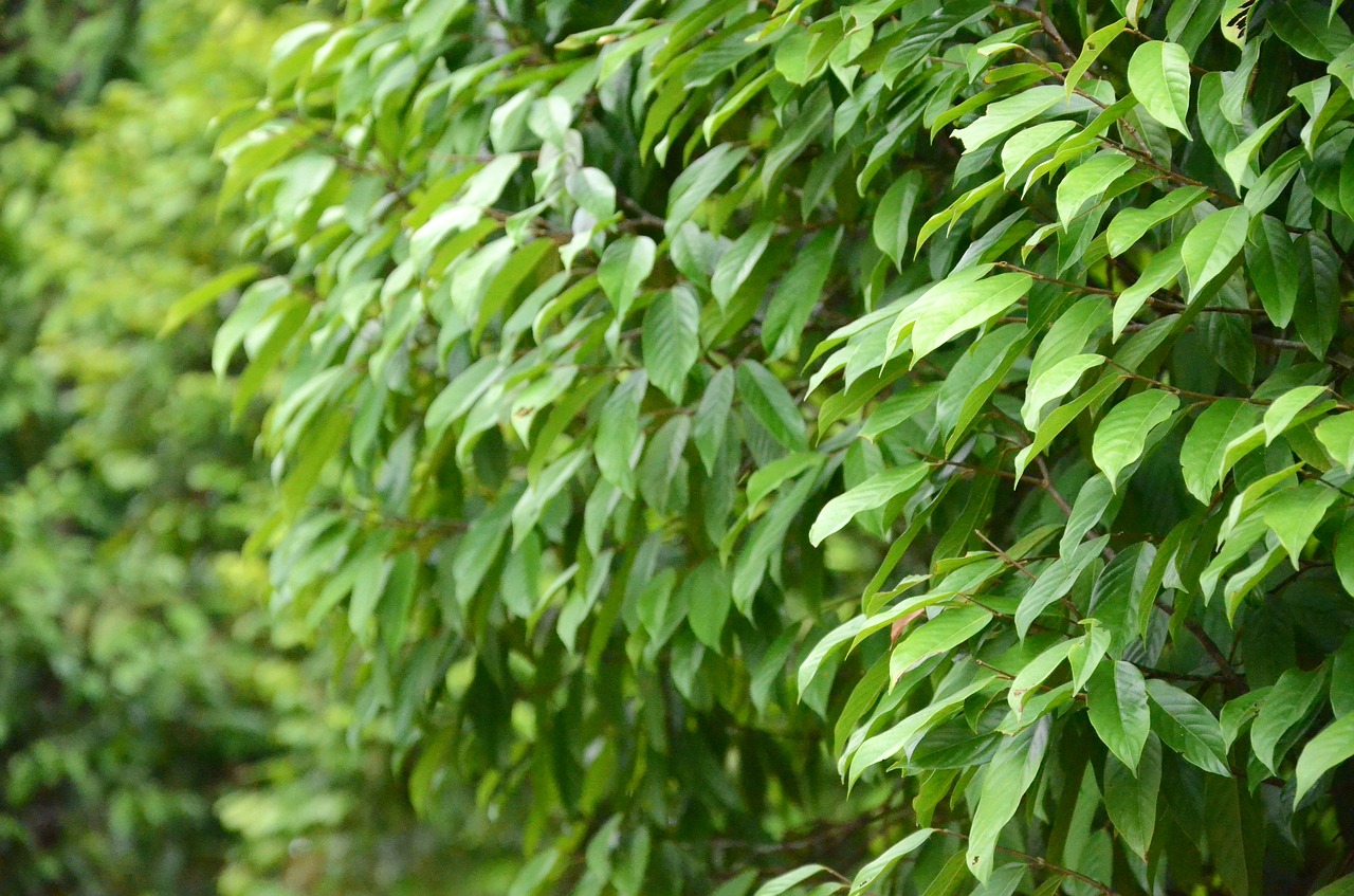 leaf tree green free photo