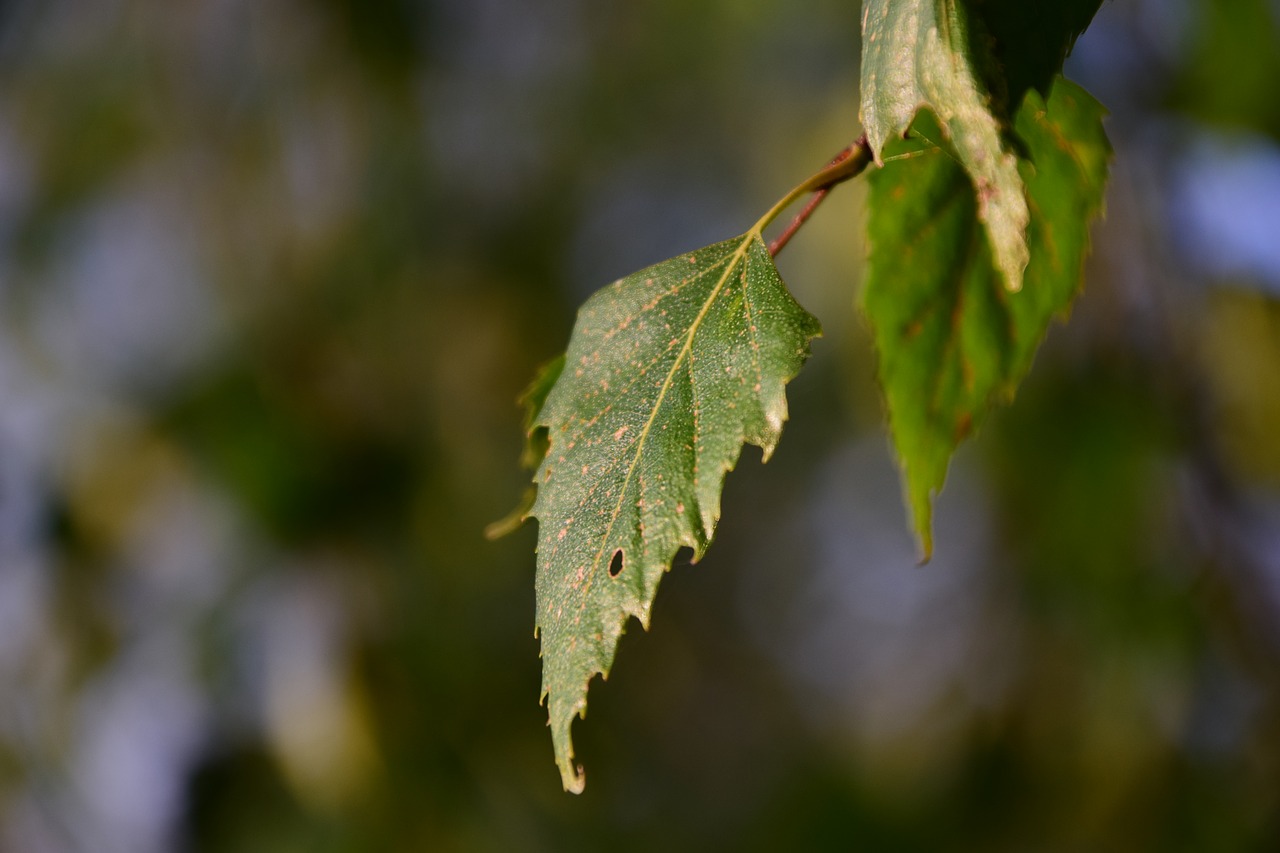 leaf tree branch free photo