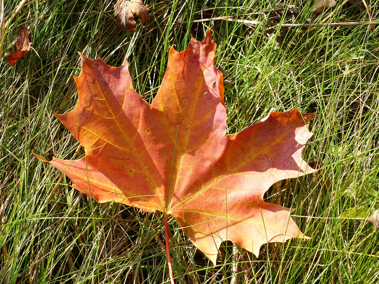 leaf maple autumn free photo