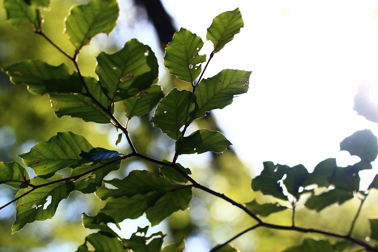 leaf back light summer free photo