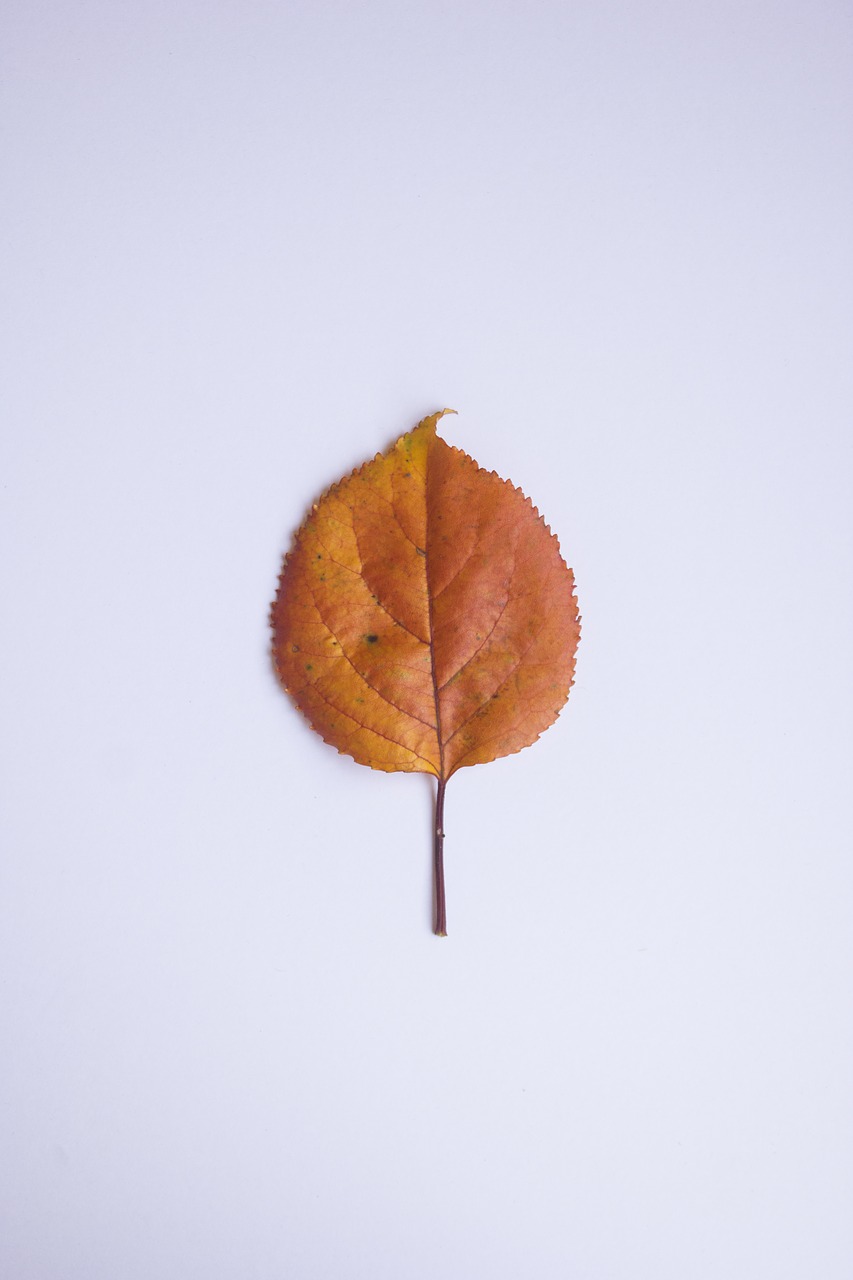 leaf autumn colors free photo