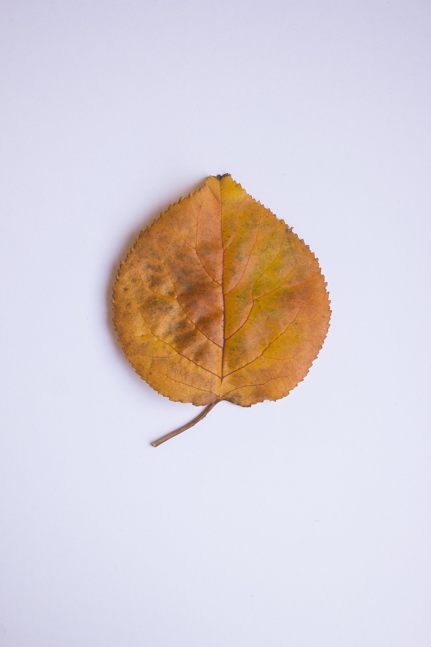 leaf autumn colors free photo