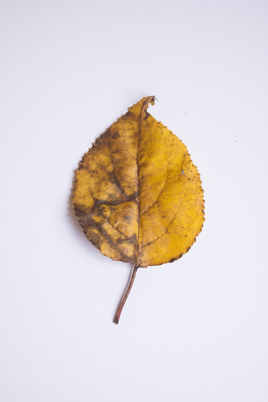 leaf autumn colors free photo