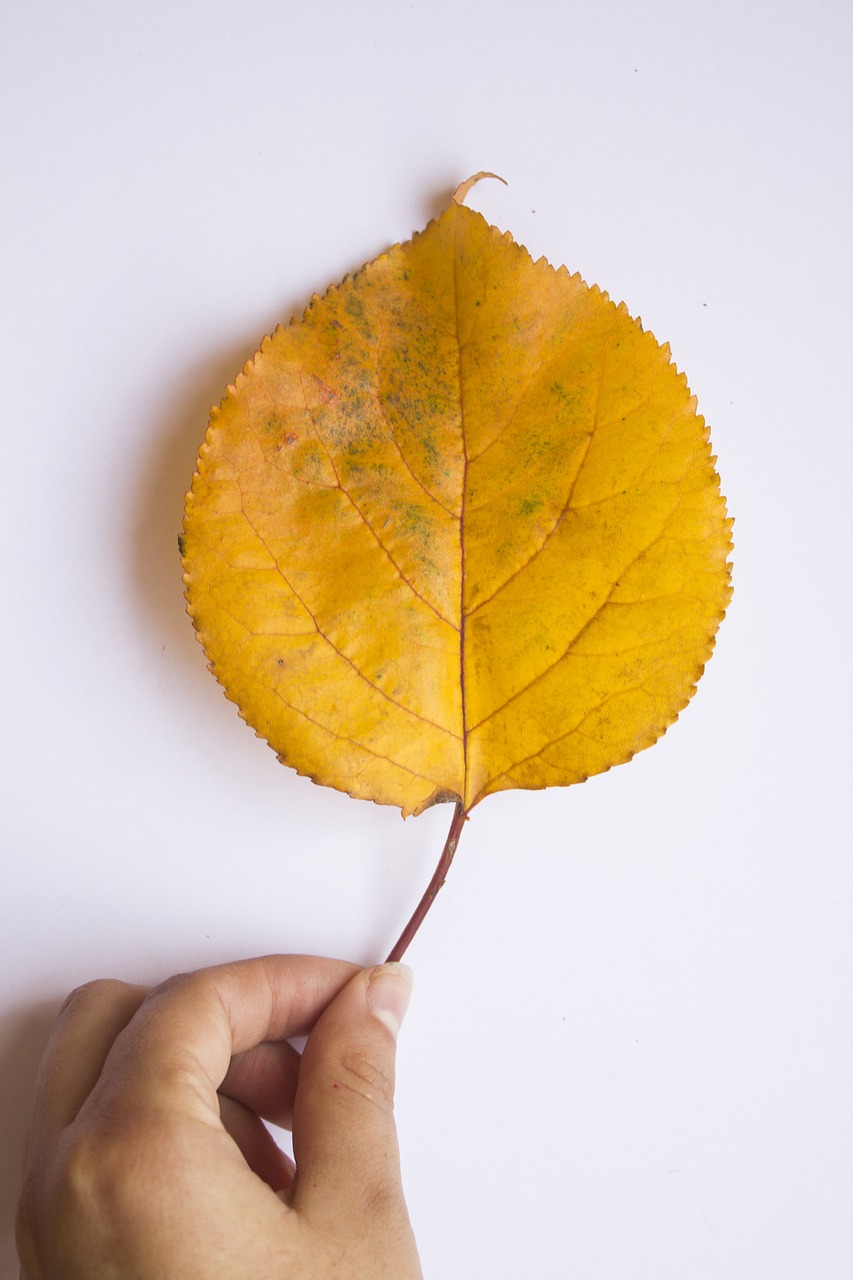 leaf autumn colors free photo