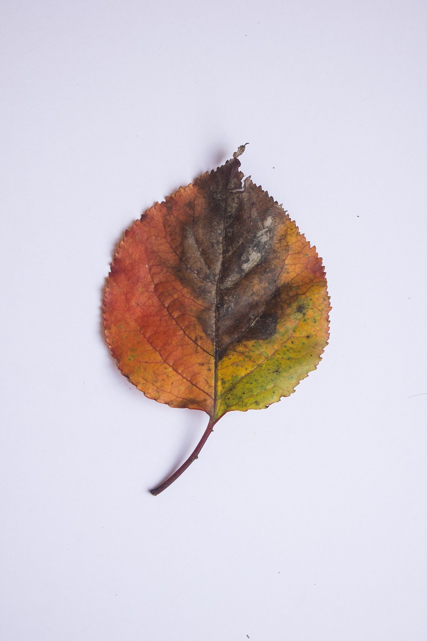 leaf autumn colors free photo