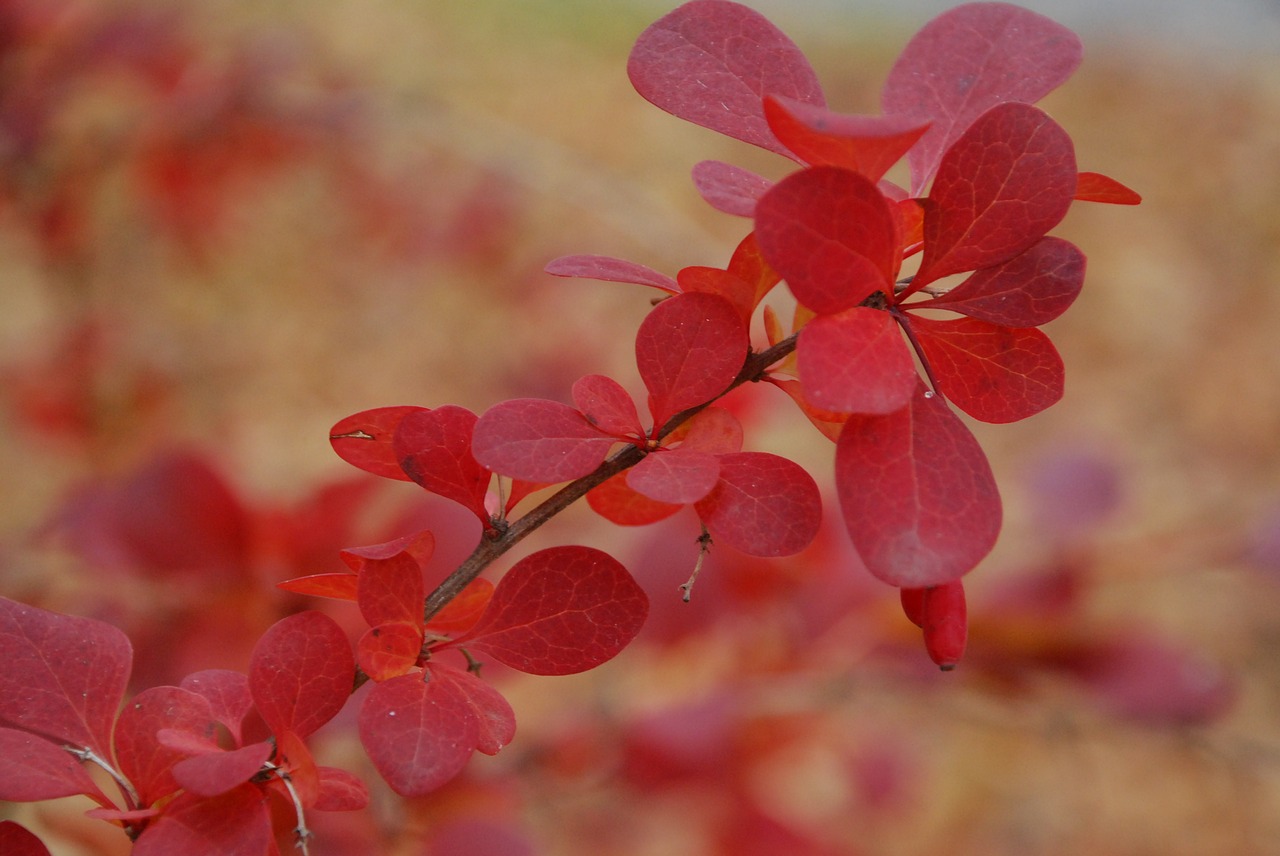 leaf red autumn free photo