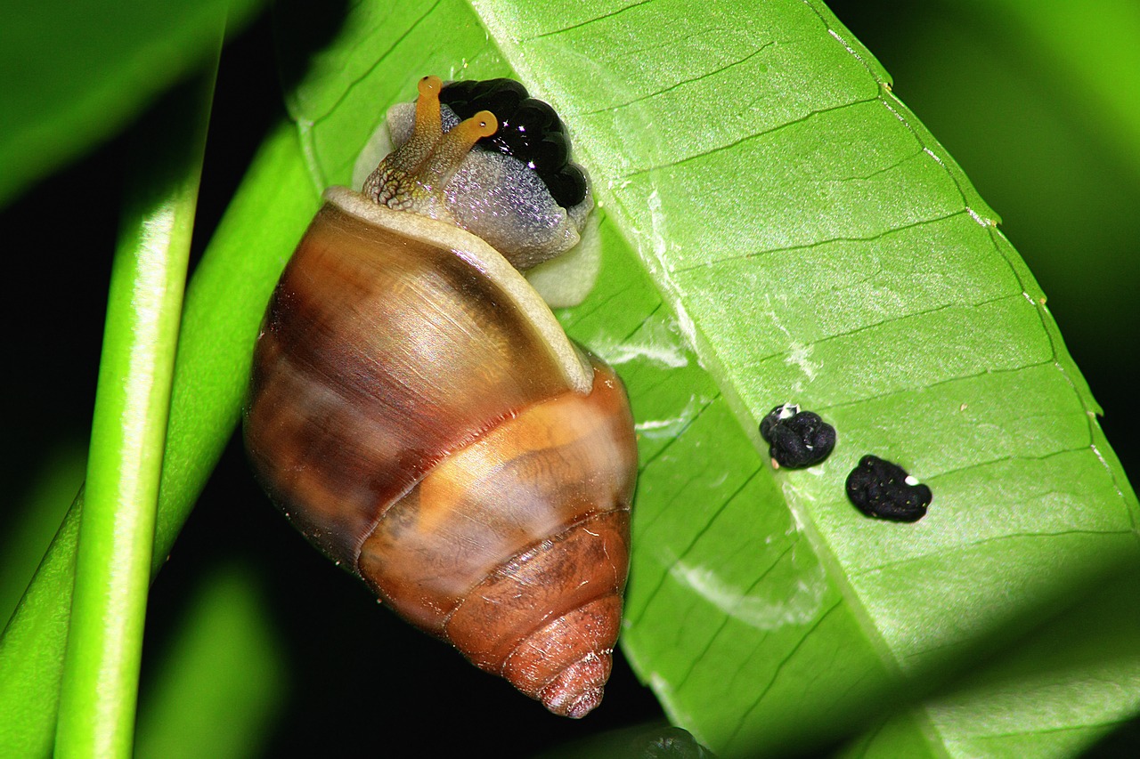 leaf snail egg free photo