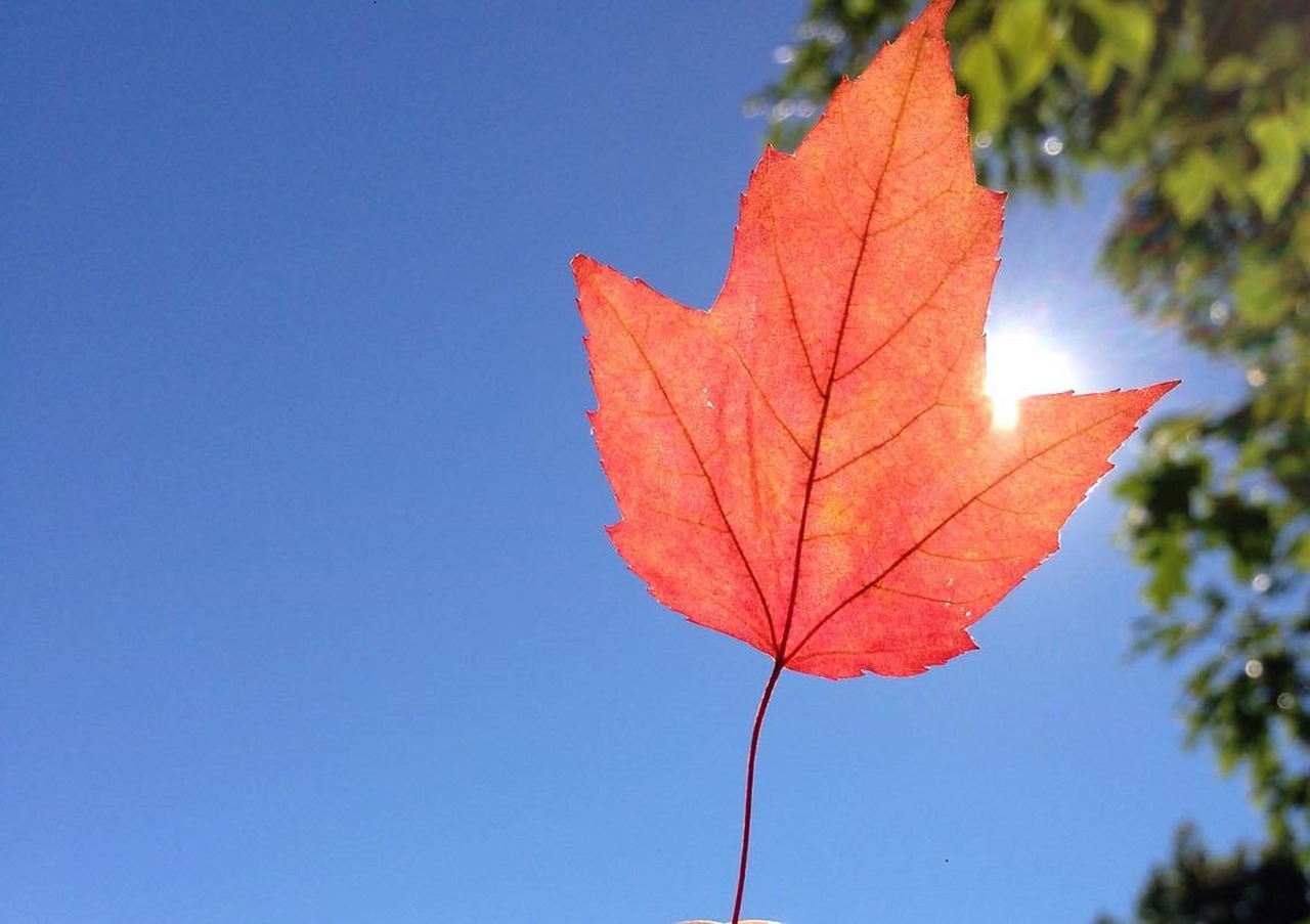 leaf red autumn leaves free photo