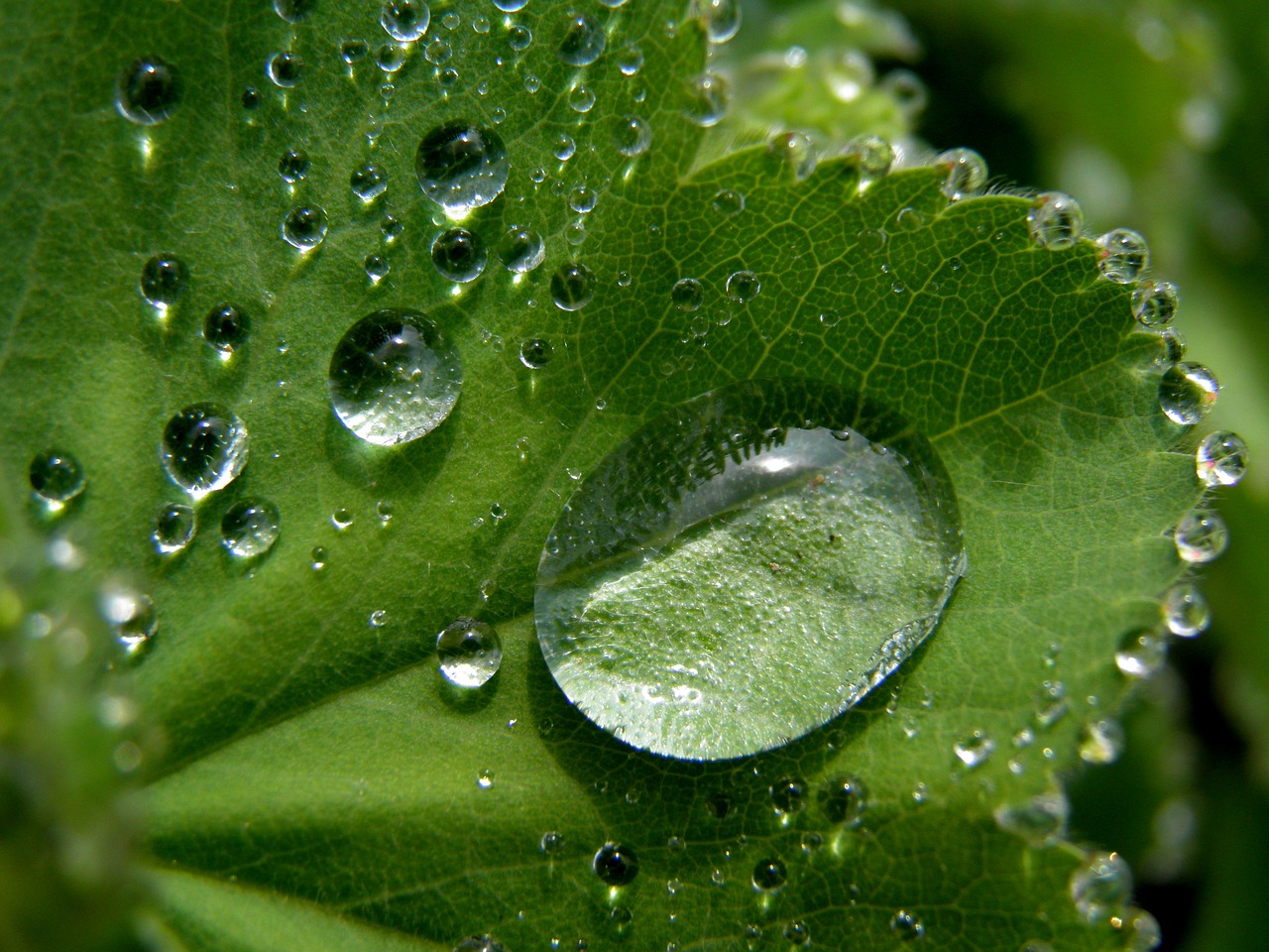 leaf detail raindrop free photo