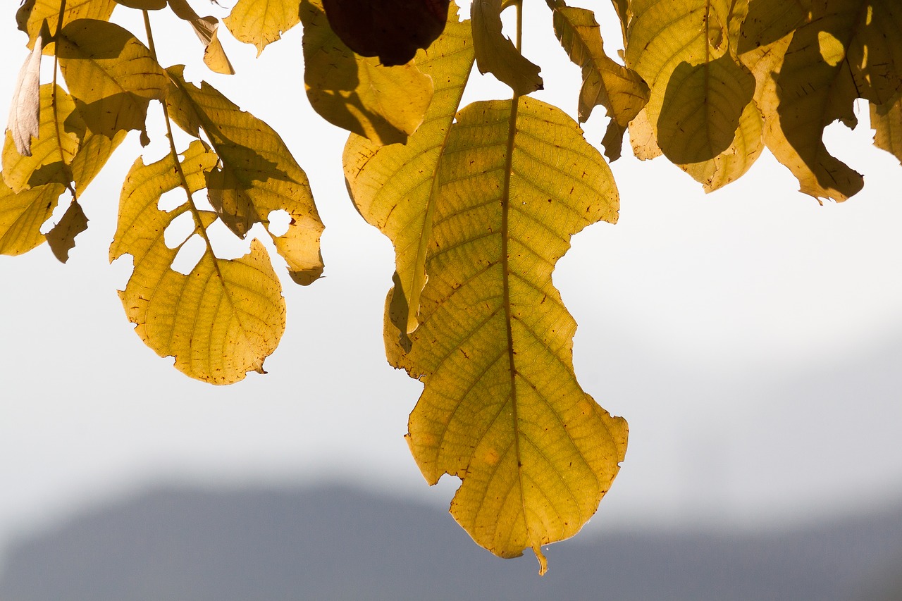 leaf autumn walnut tree free photo