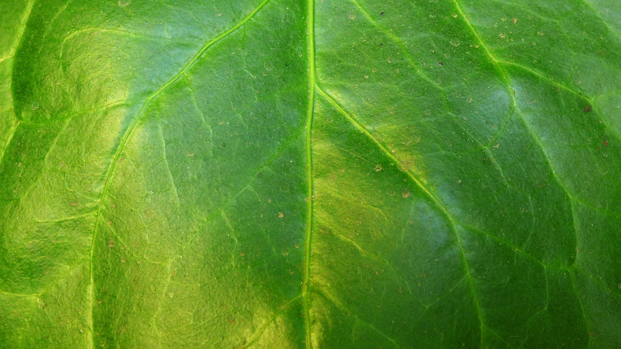 leaf green leaf veins free photo