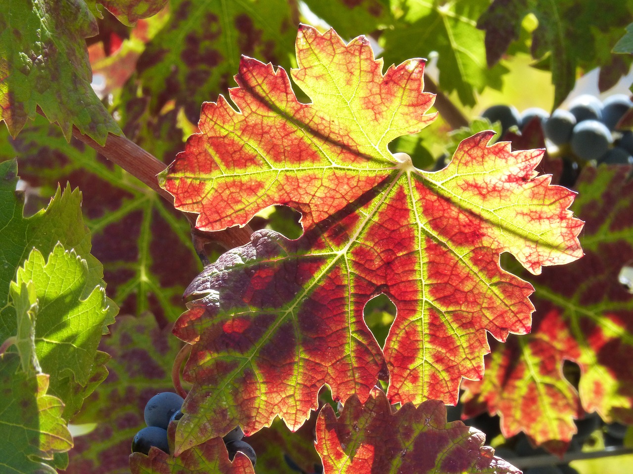 leaf vine leaf red leaf free photo