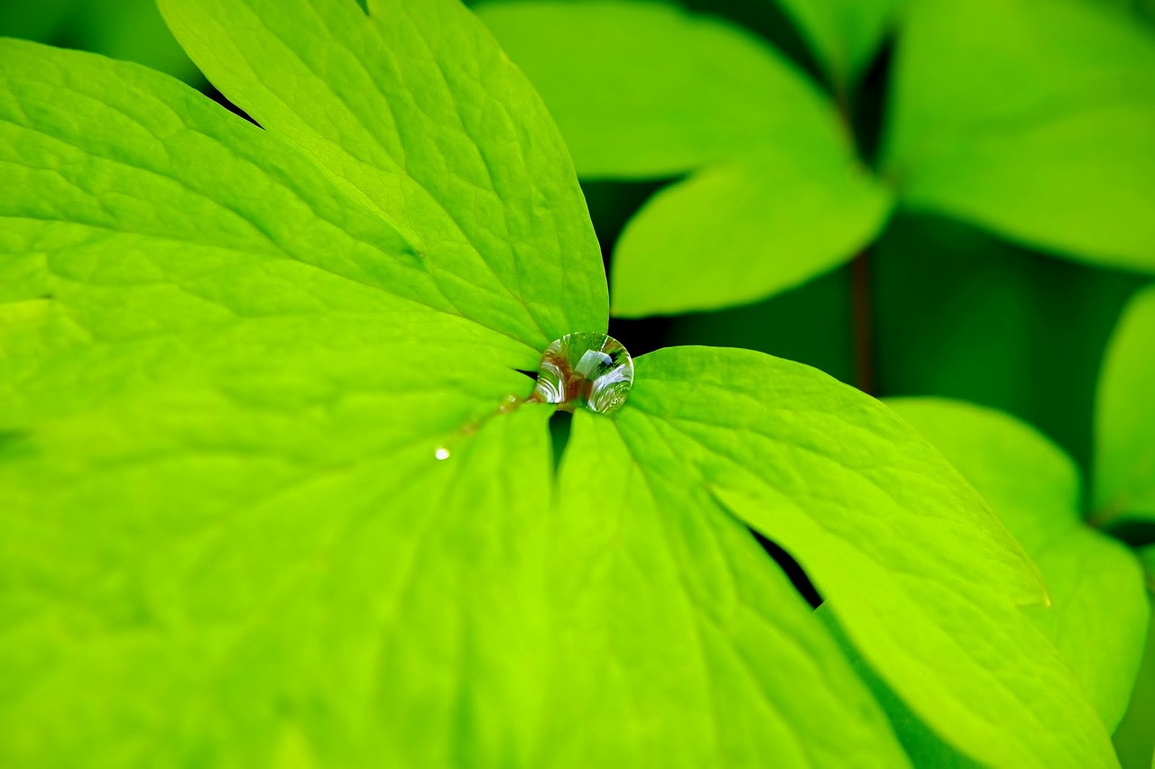 leaf green macro free photo