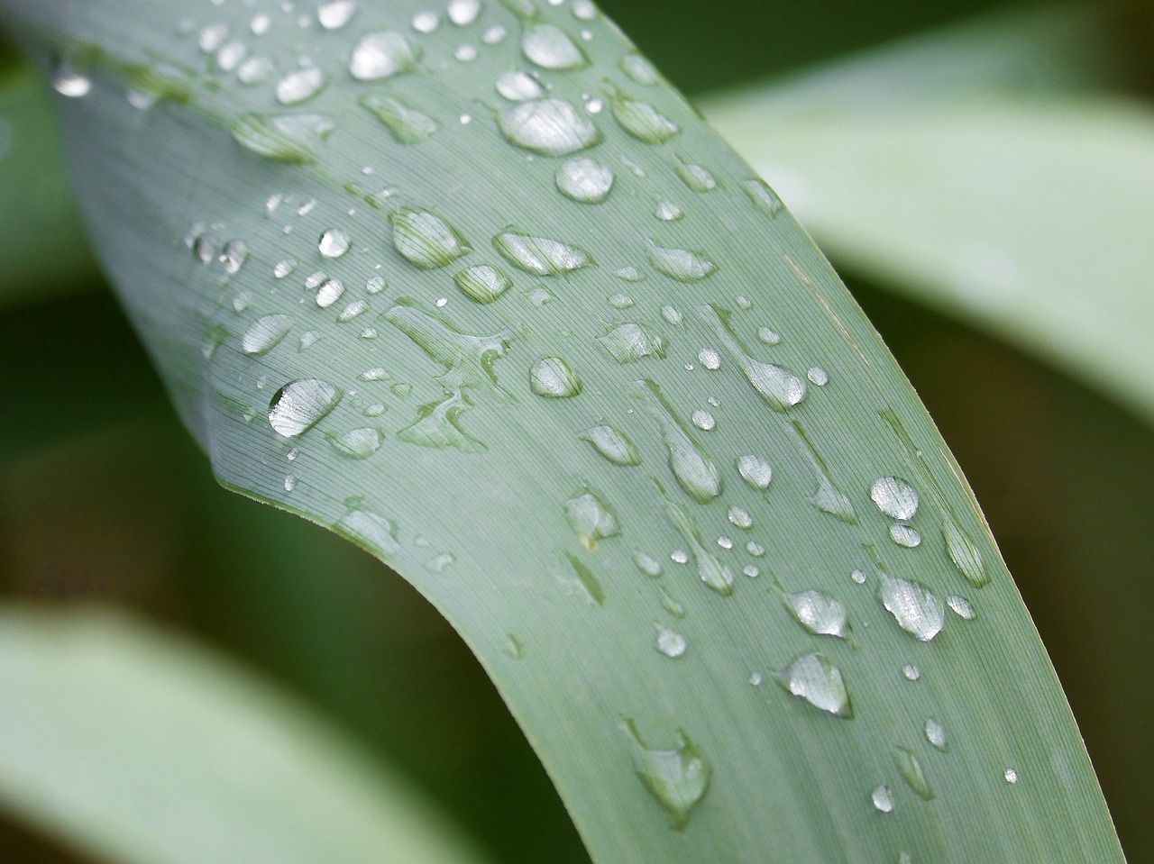 leaf american cane drops free photo