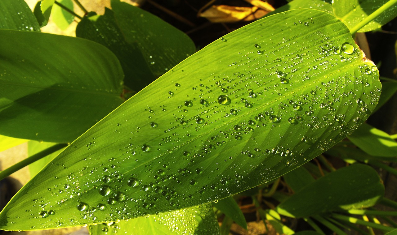 leaf green drop of water free photo