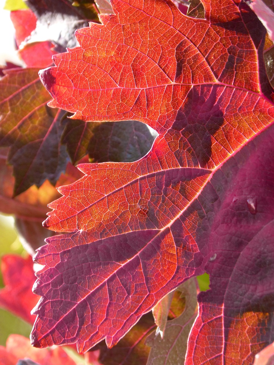 leaf red leaf vine free photo