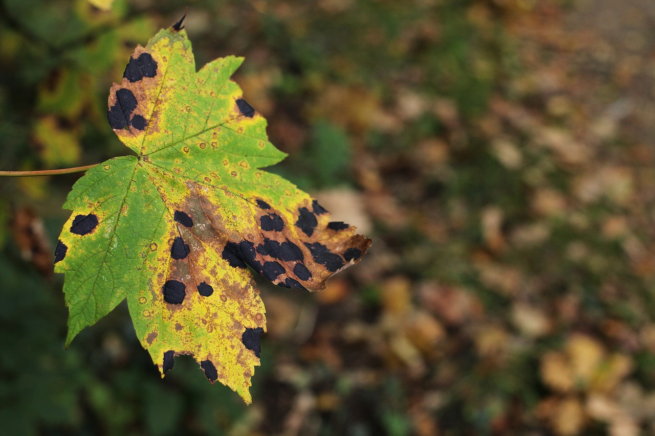 leaf maple disease free photo