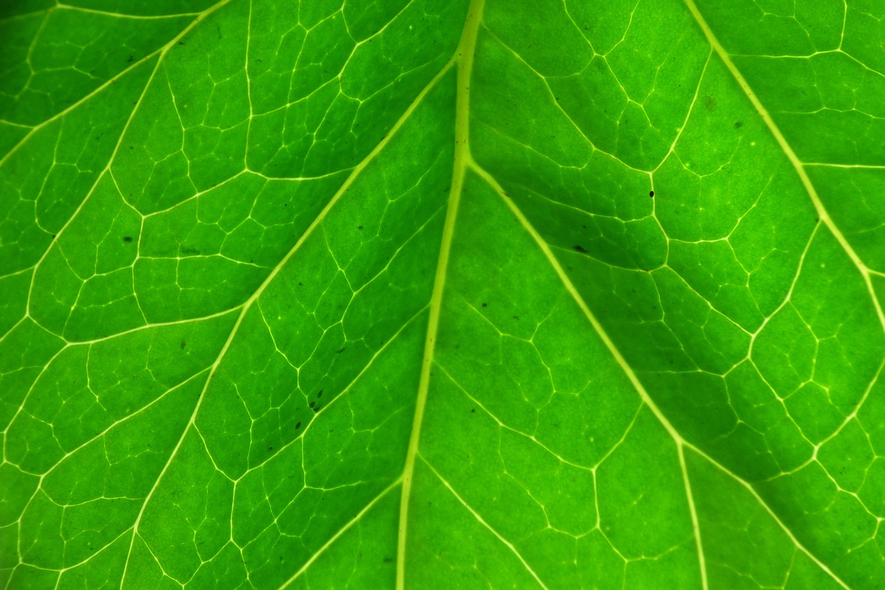 leaf green leaf plant free photo