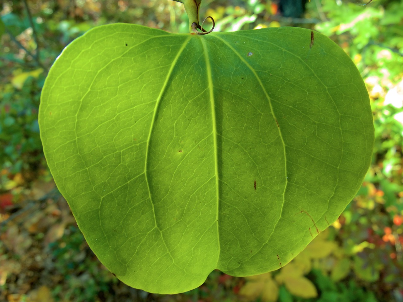 leaf colours green free photo