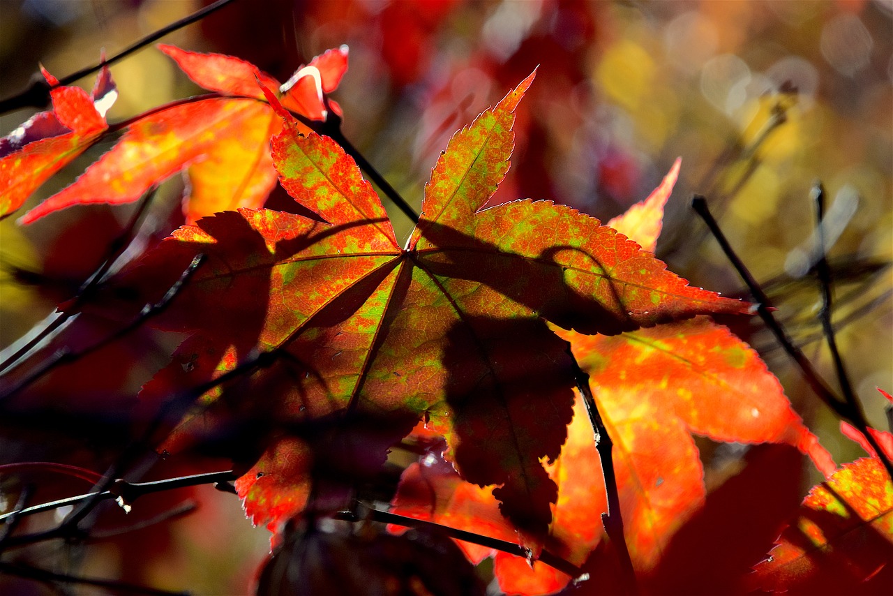 leaf foliage autumn free photo