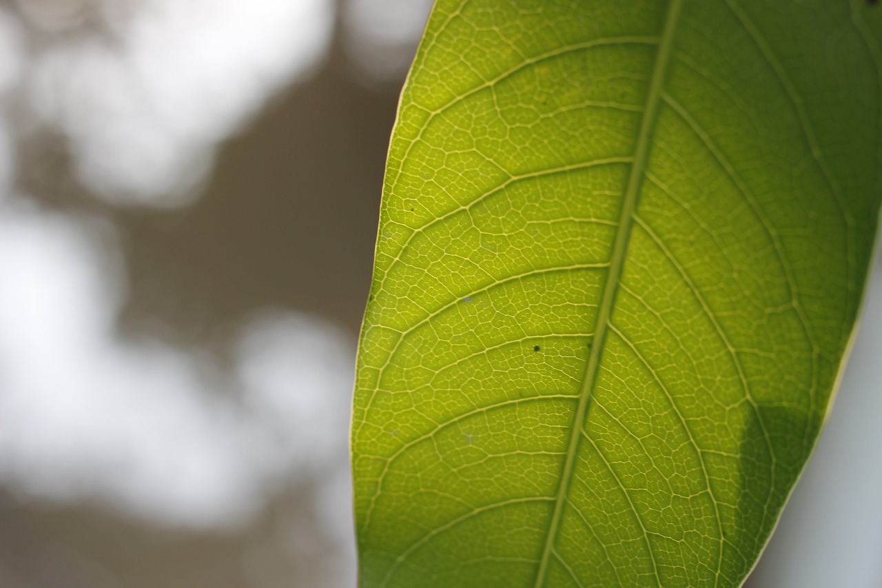 leaf single one free photo