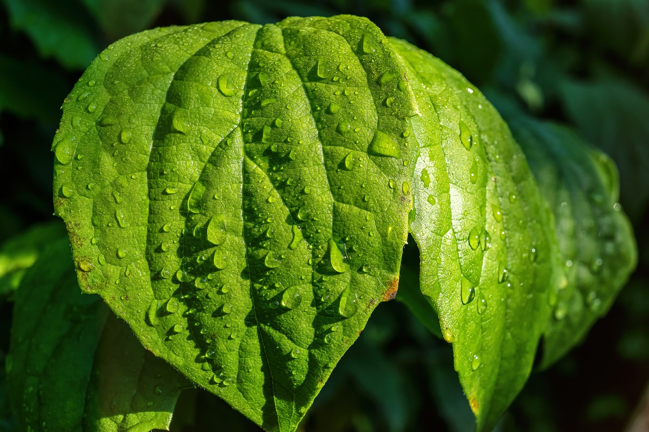 leaf drip drop of water free photo