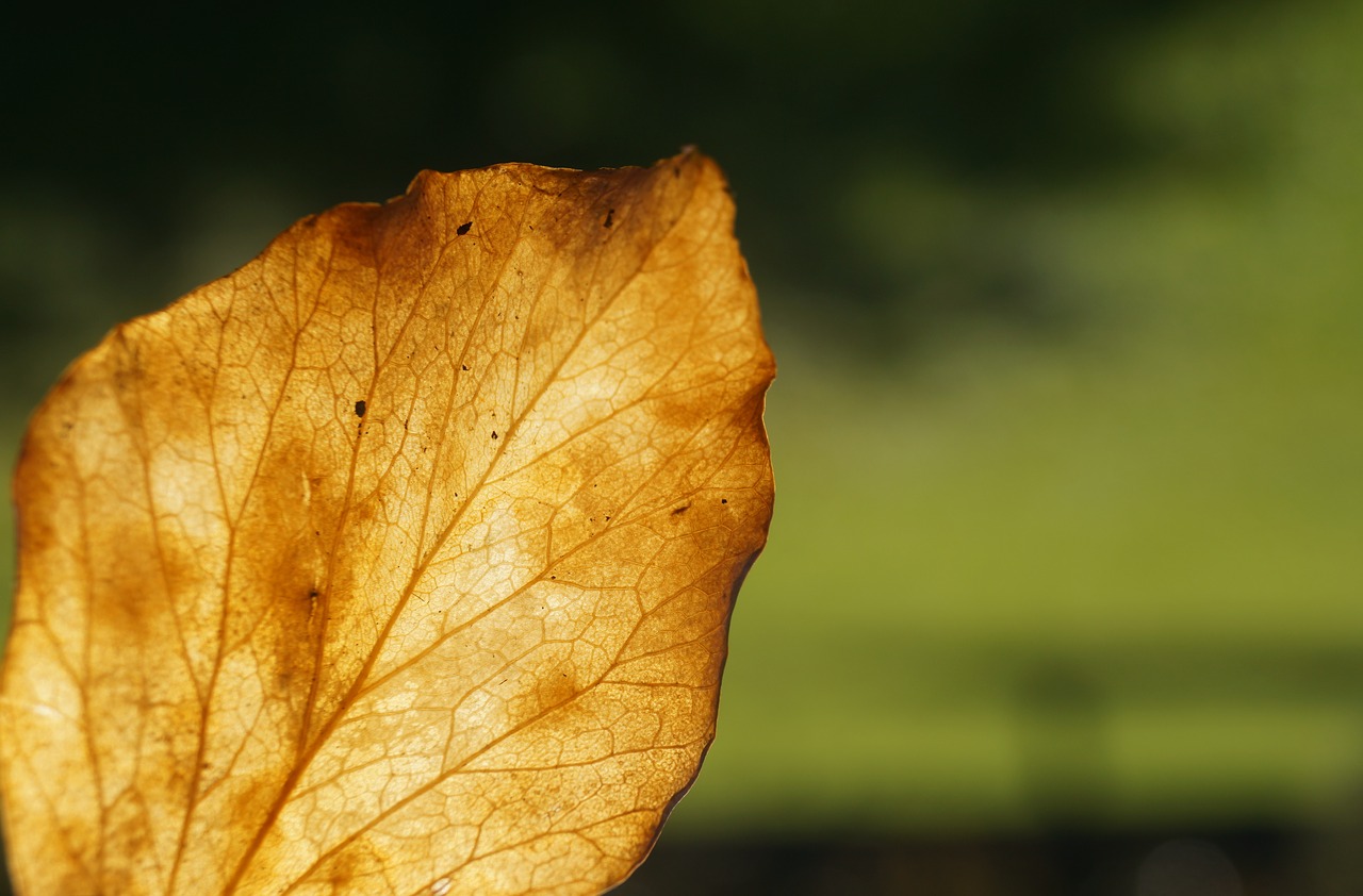 leaf leaves autumn free photo