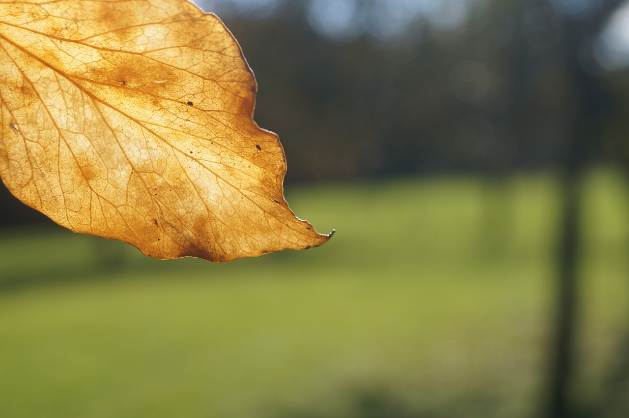 leaf leaves autumn free photo