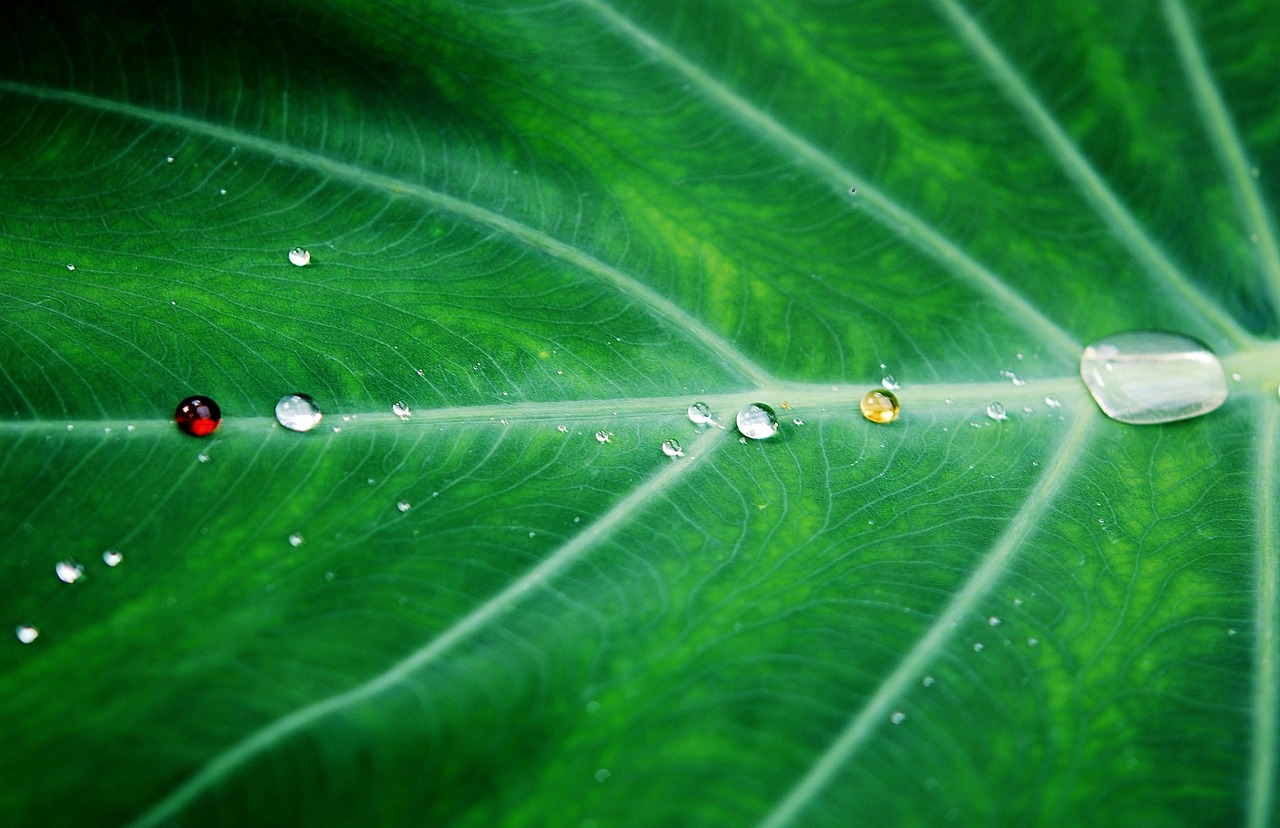 leaf leaves colorful free photo